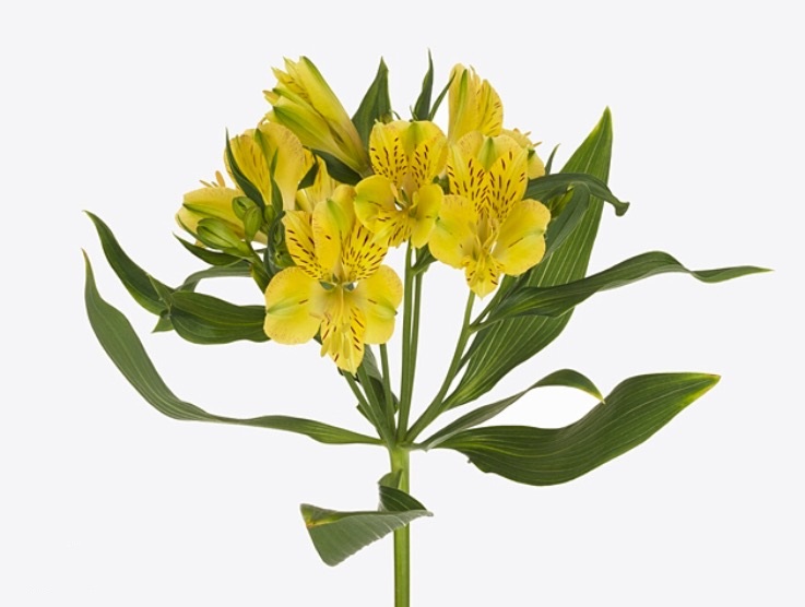 Alstroemeria fortune