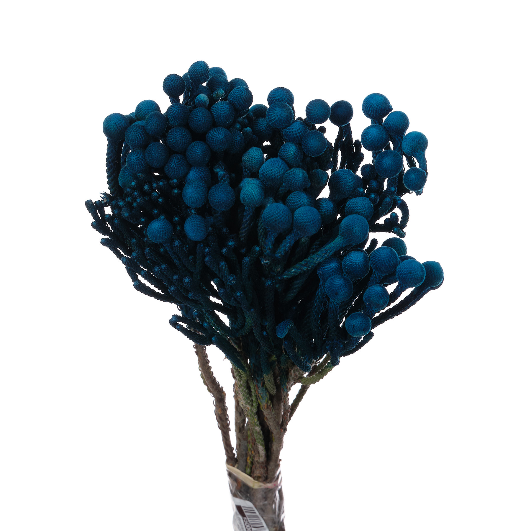 Капс краш. сильвер бруния синий