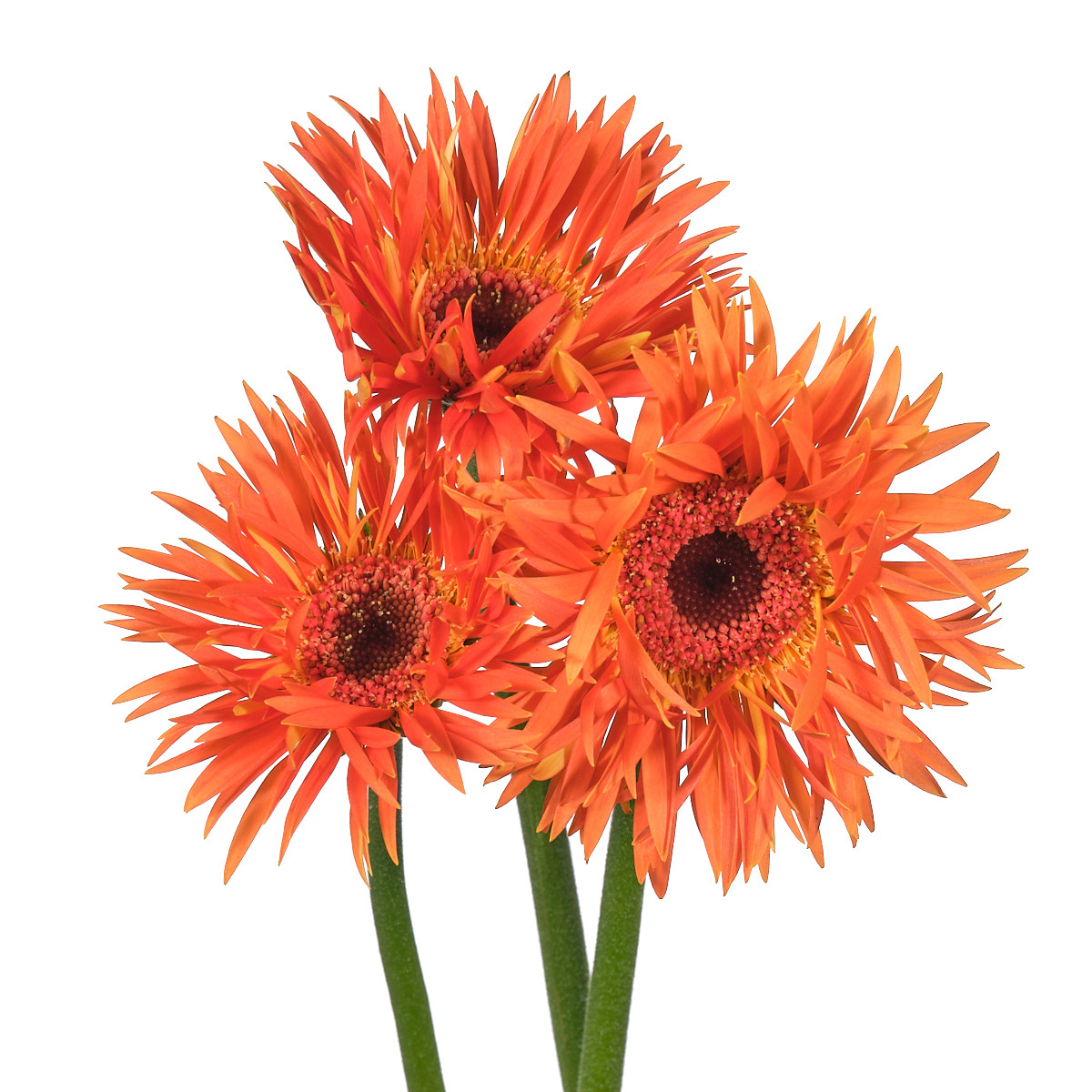 Gerbera mini firecracker