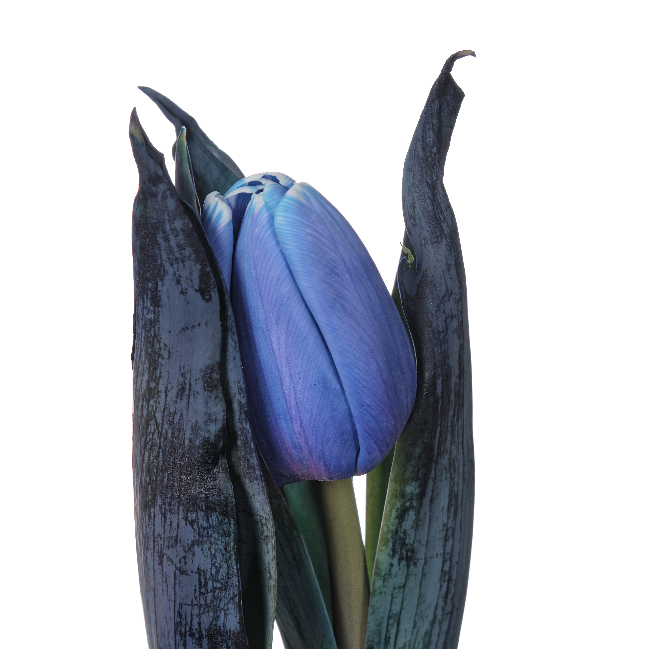 Tulip enkel dyed blue 