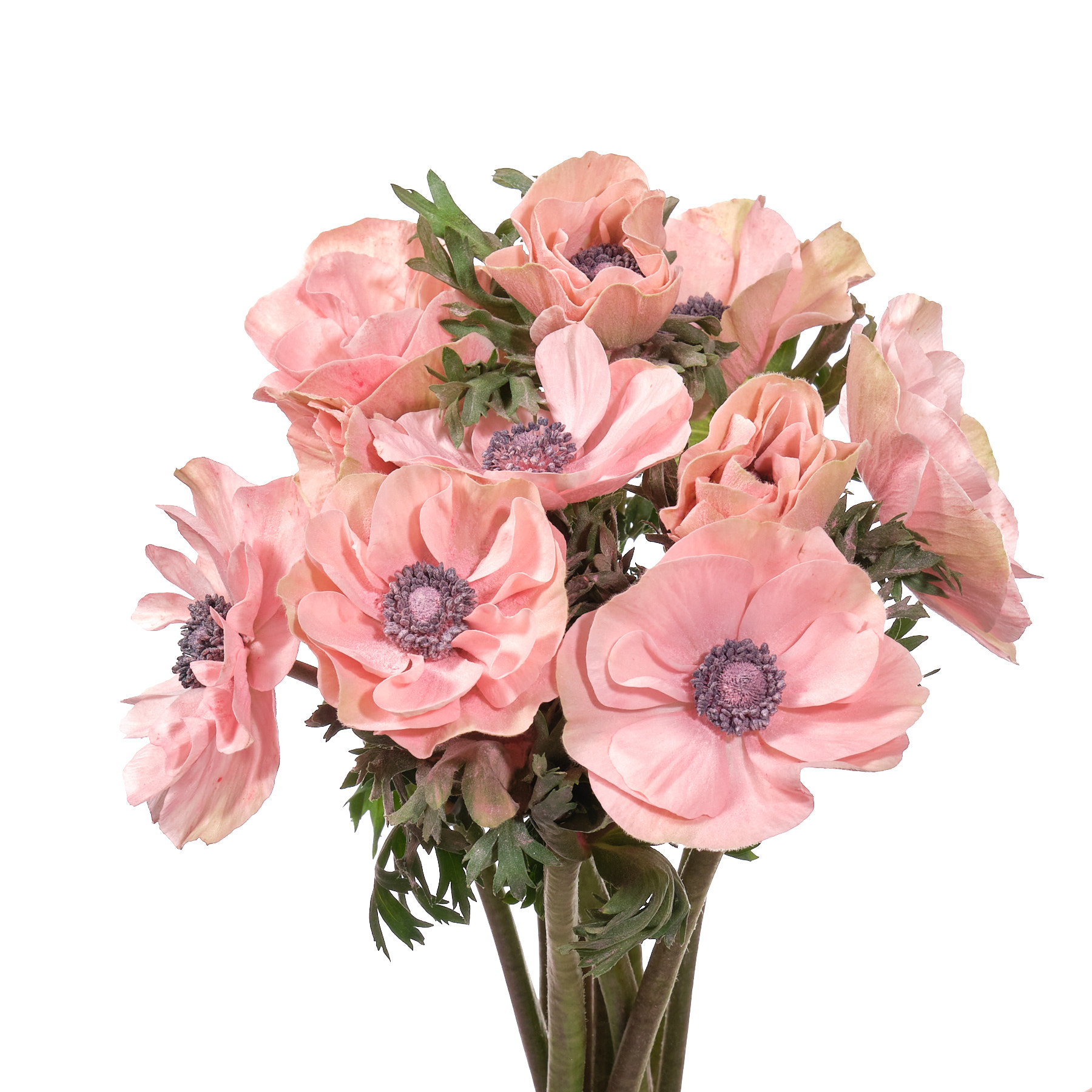 Anemone poeder salmon | Wholesale flowers, plants and supplies Anemone poeder salmon