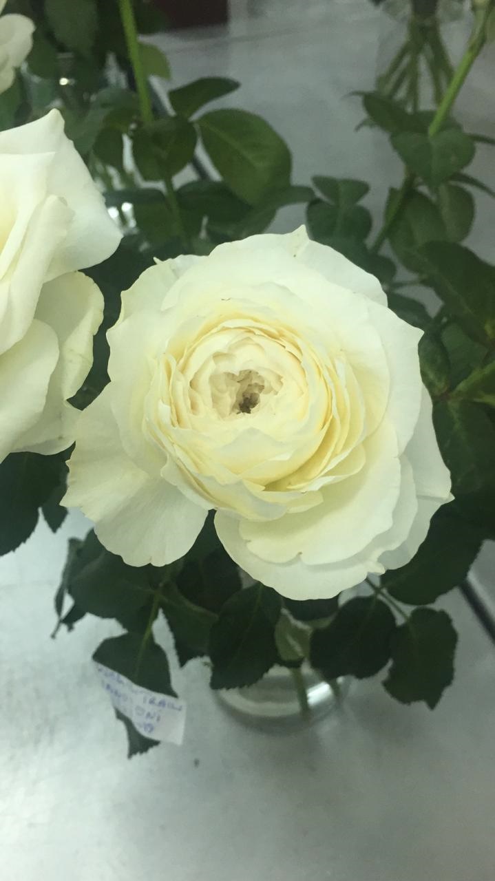 Rose innocent
