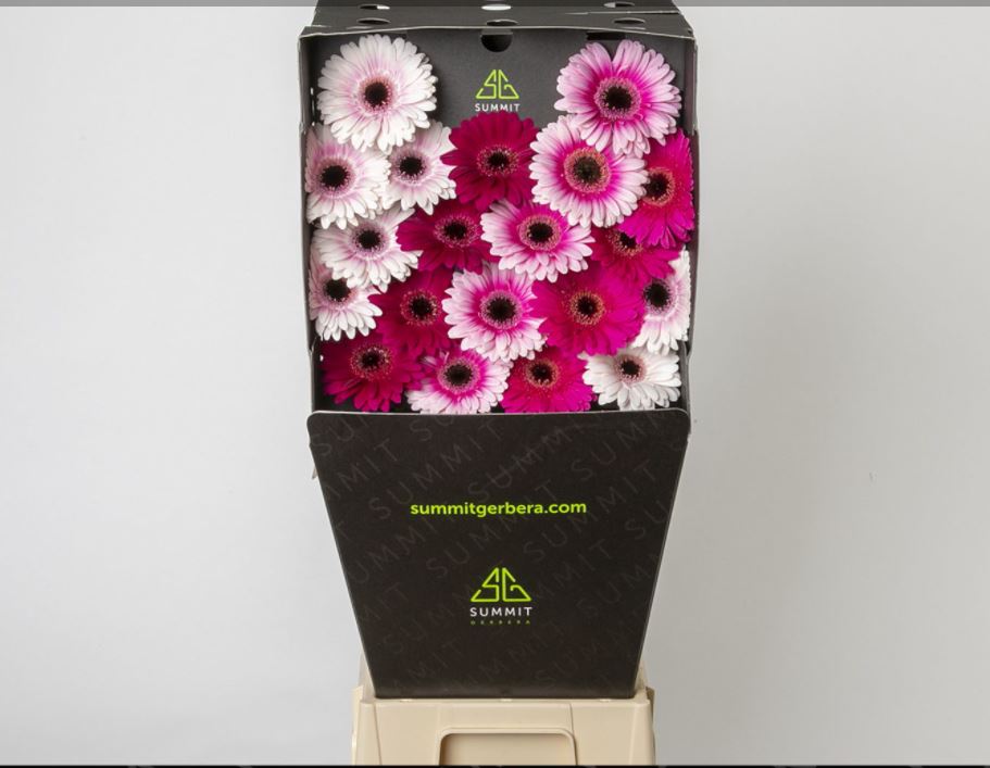 Гербера мини микс купид дрим