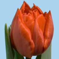 Tulip double sauron