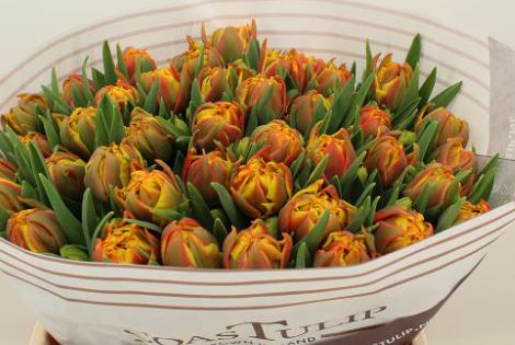 Тюльпан махровый спеин в Москве