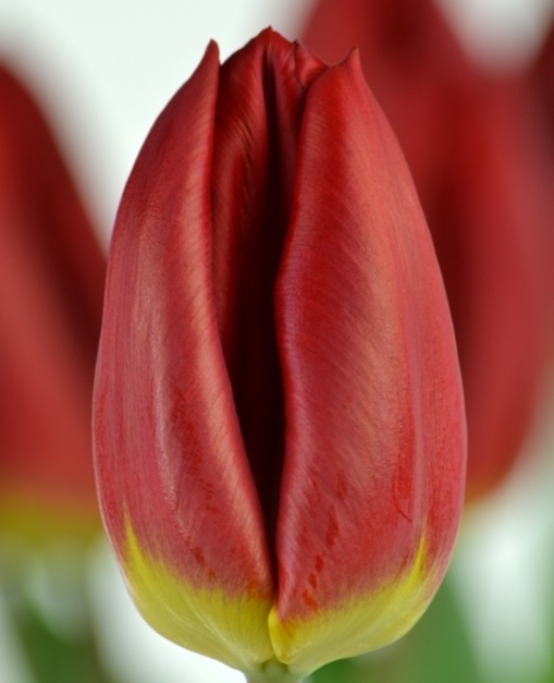 Тюльпан эн лавфлайт