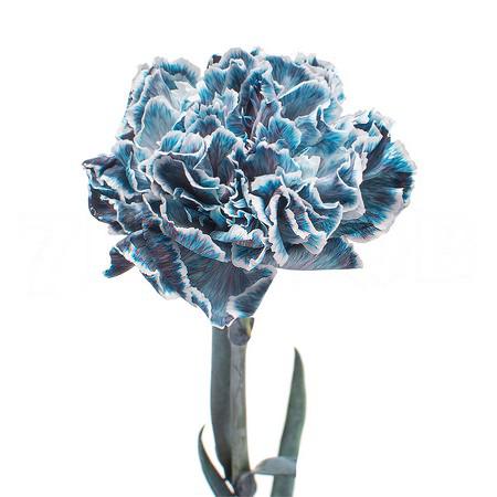 Carnation dyed navy