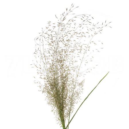 Eragrostis japonica