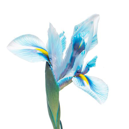 Iris tinted navy