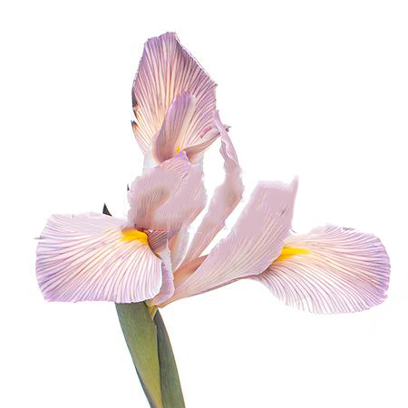 Iris dyed brown | Wholesale flowers, plants and supplies Iris dyed brown