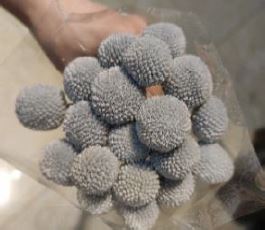 Craspedia vrf grey | Wholesale flowers, plants and supplies Craspedia vrf grey