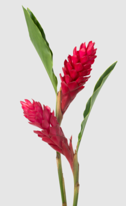 Alpinia purpurata red