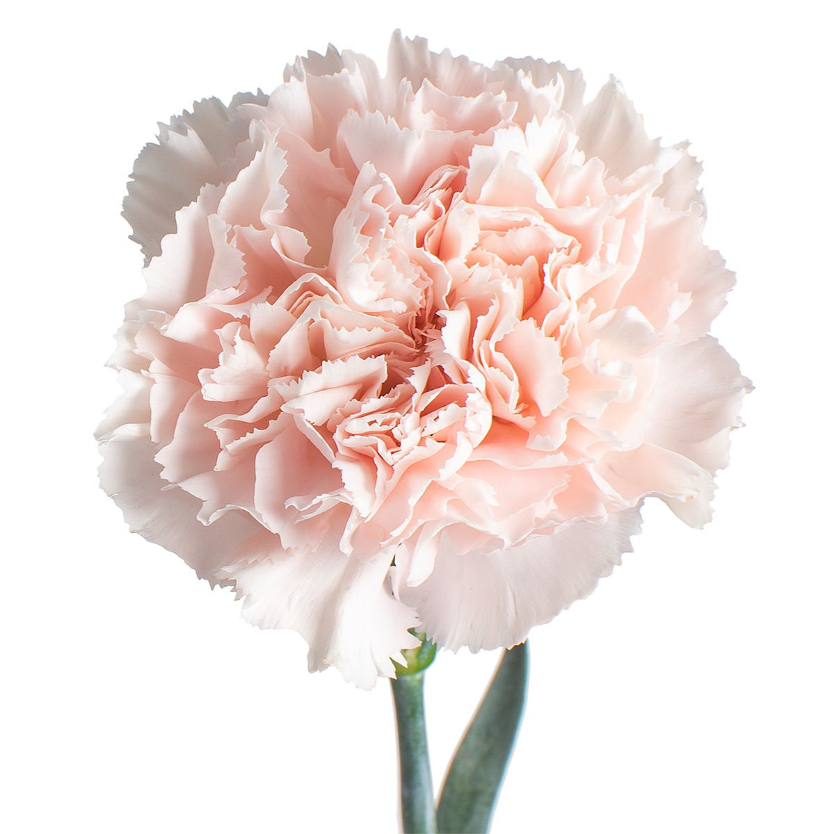 Гвоздика пастэль пинк в Новосибирске