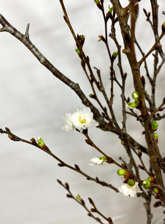 Prunus sakura | Wholesale flowers, plants and supplies Prunus sakura