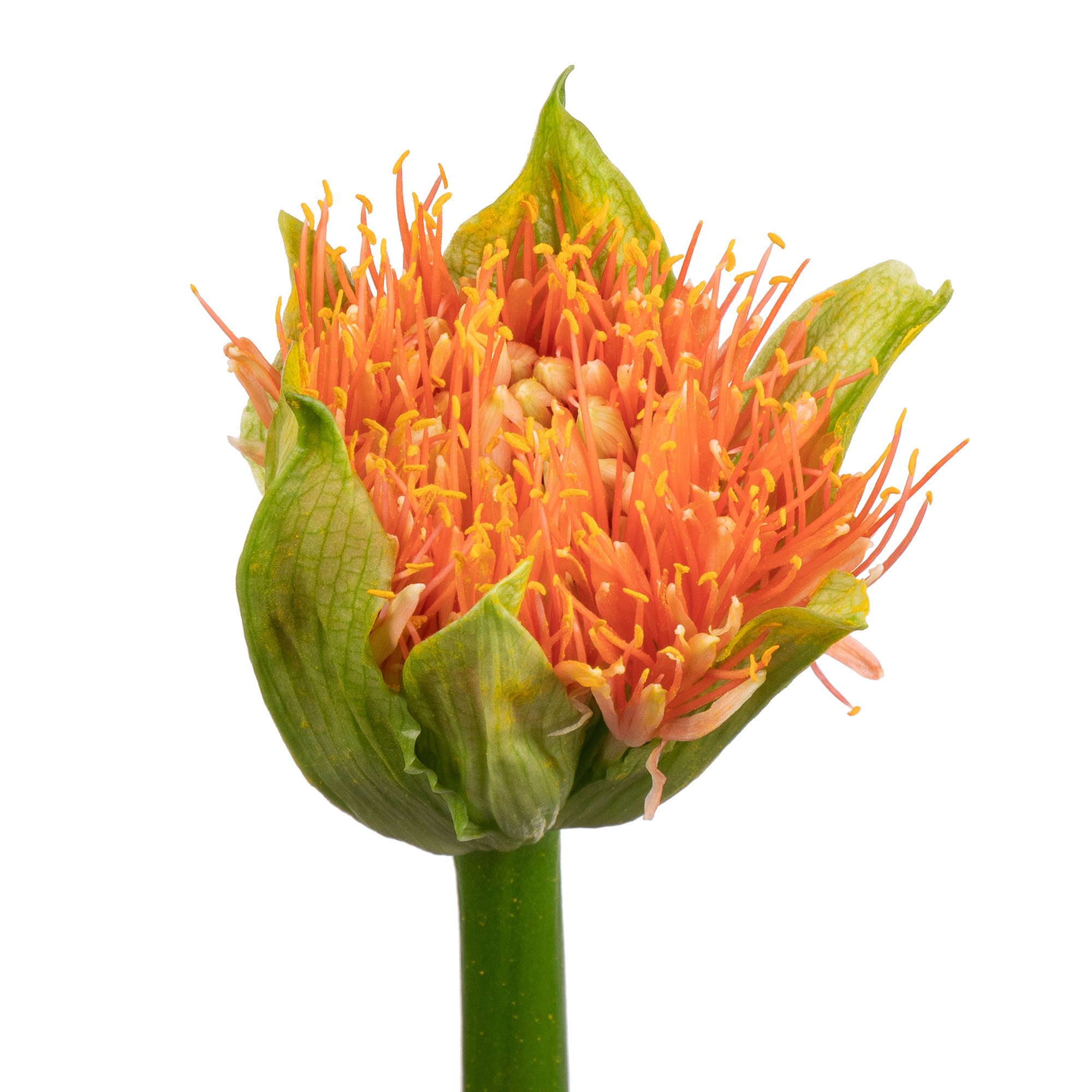 Scadoxus flame