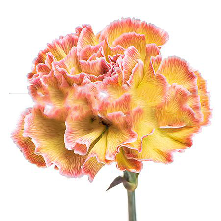 Carnation tinted ibiza