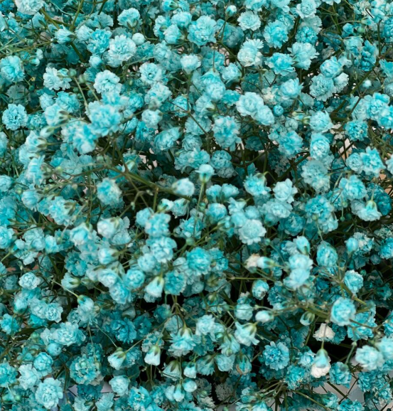 Гипсофила краш. бирюзовая в Москве