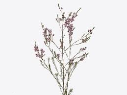 Хамелациум хили в Москве