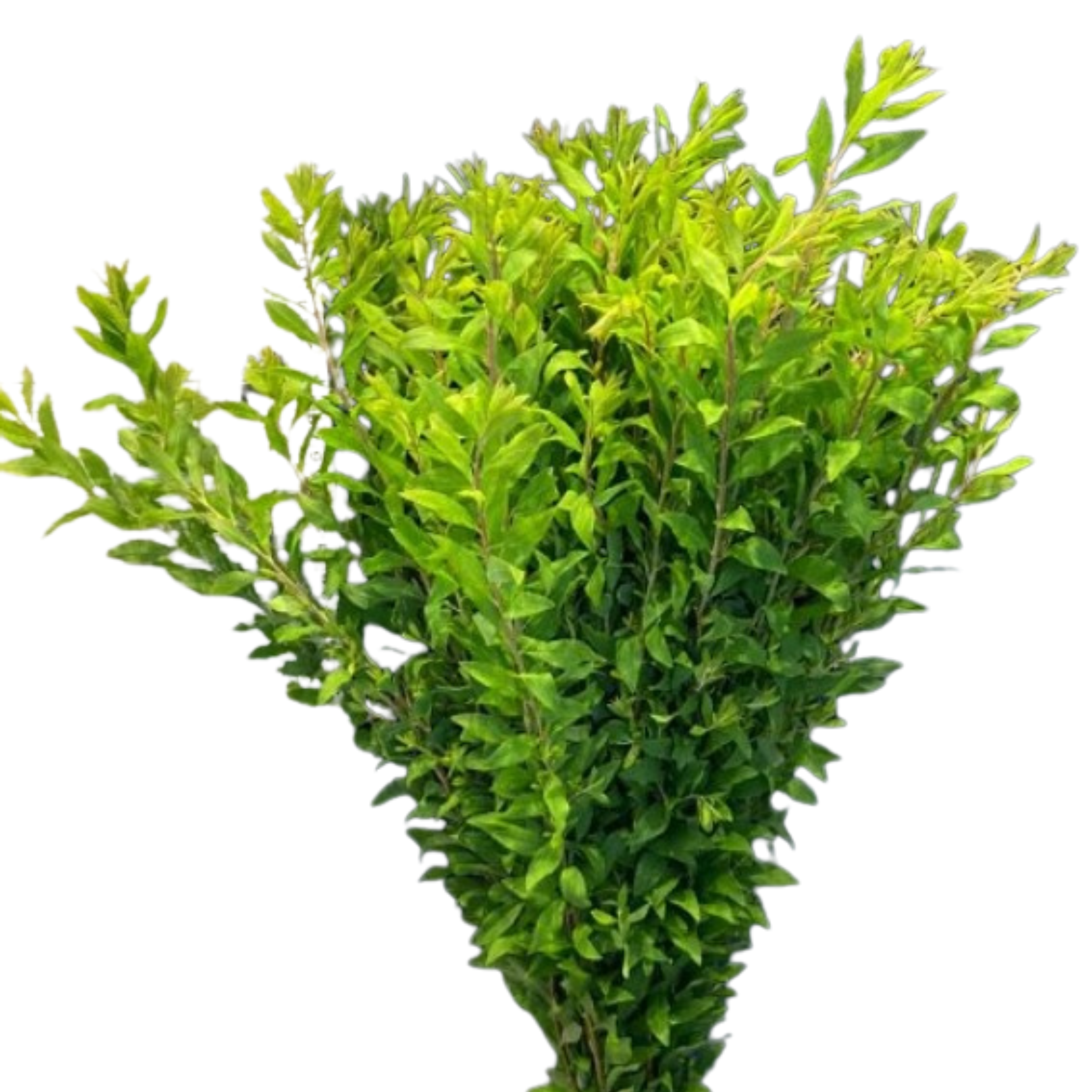 Spiraea thunbergii