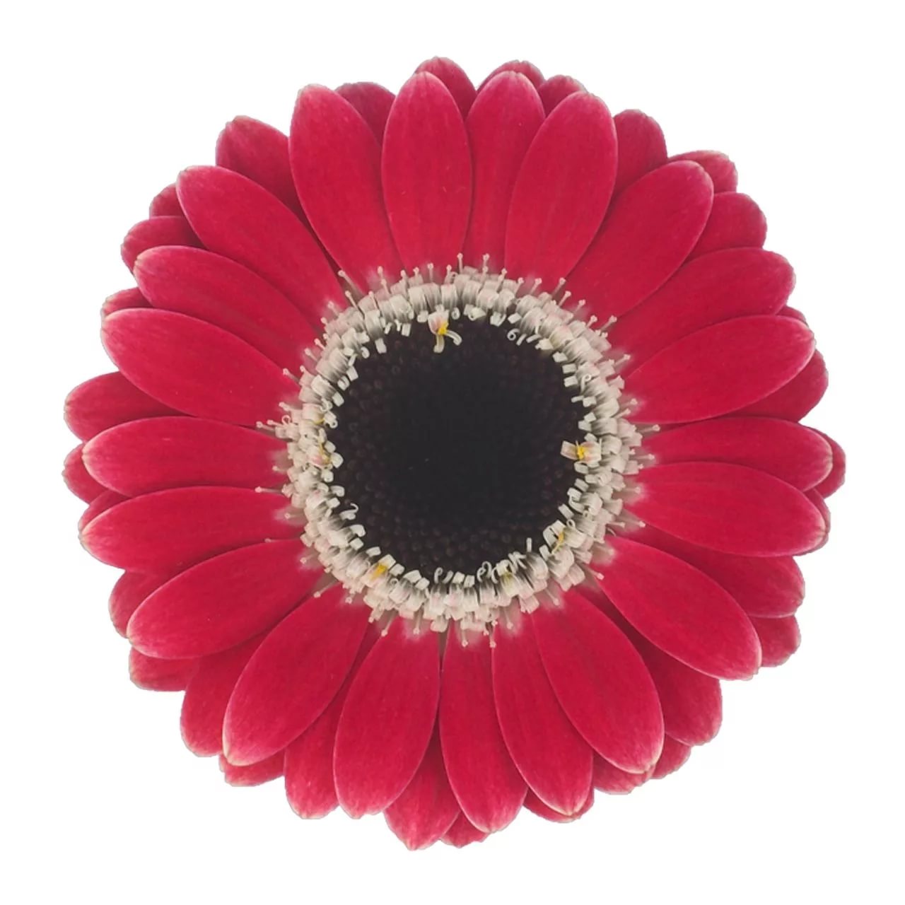 Гербера пикколини устика