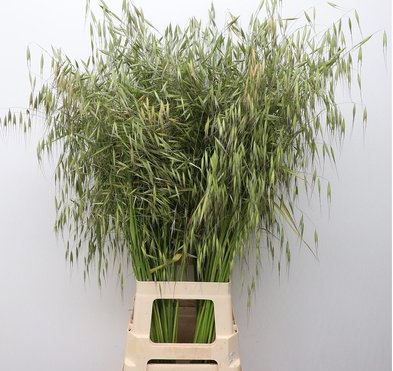 Avena sterilis