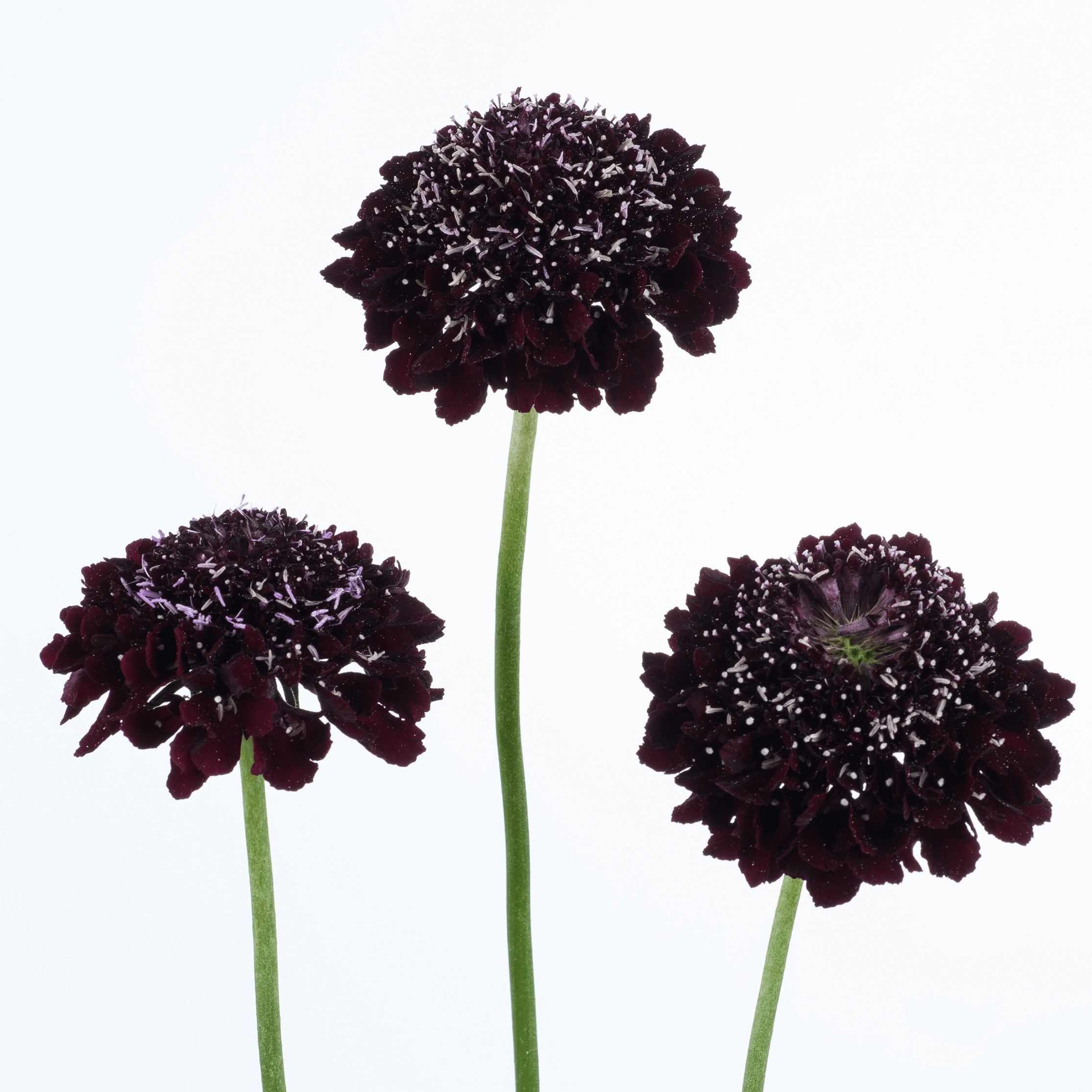 Scabiosa black berry