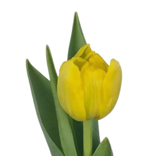 Тюльпан махровый желтый в Москве