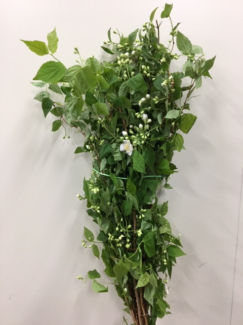 Exochorda racemosa rikyubai