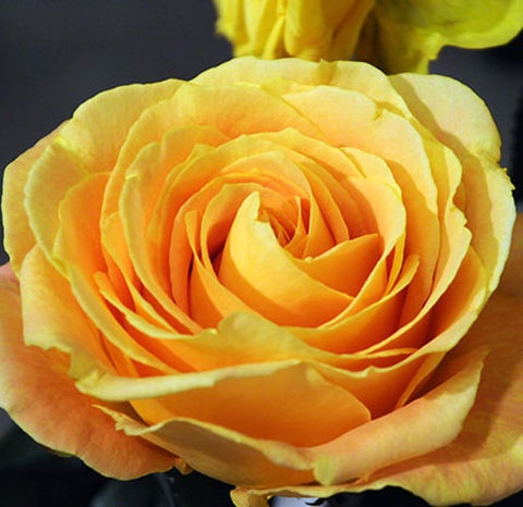 Rose apricot swirl