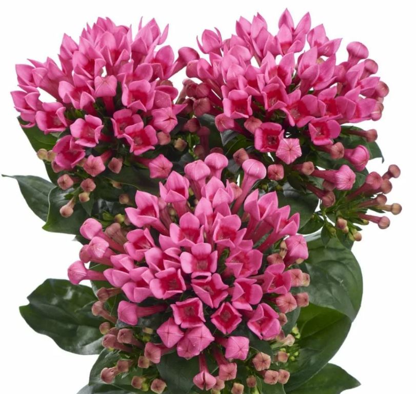 Бовардия эн темно-розовая в Москве