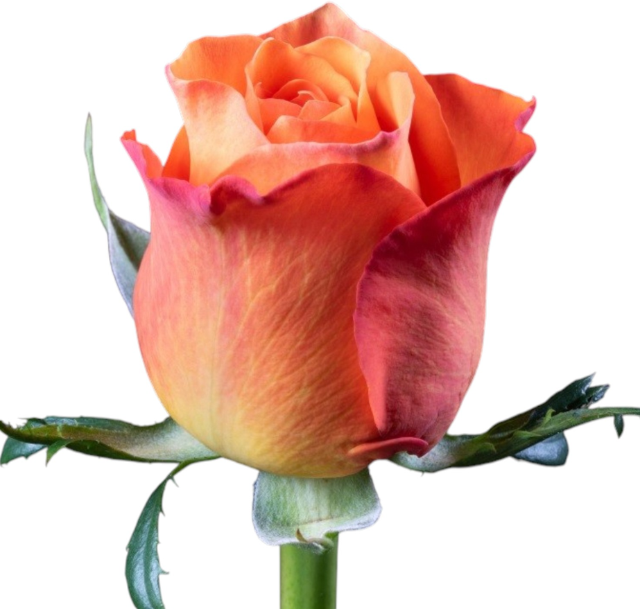 Rose kings day