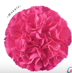 Carnation mozart