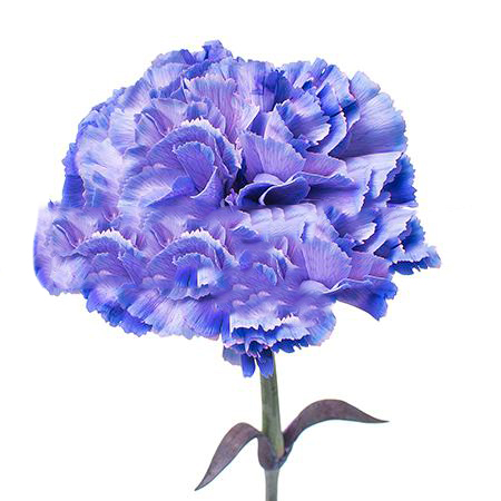 Carnation tinted lavender