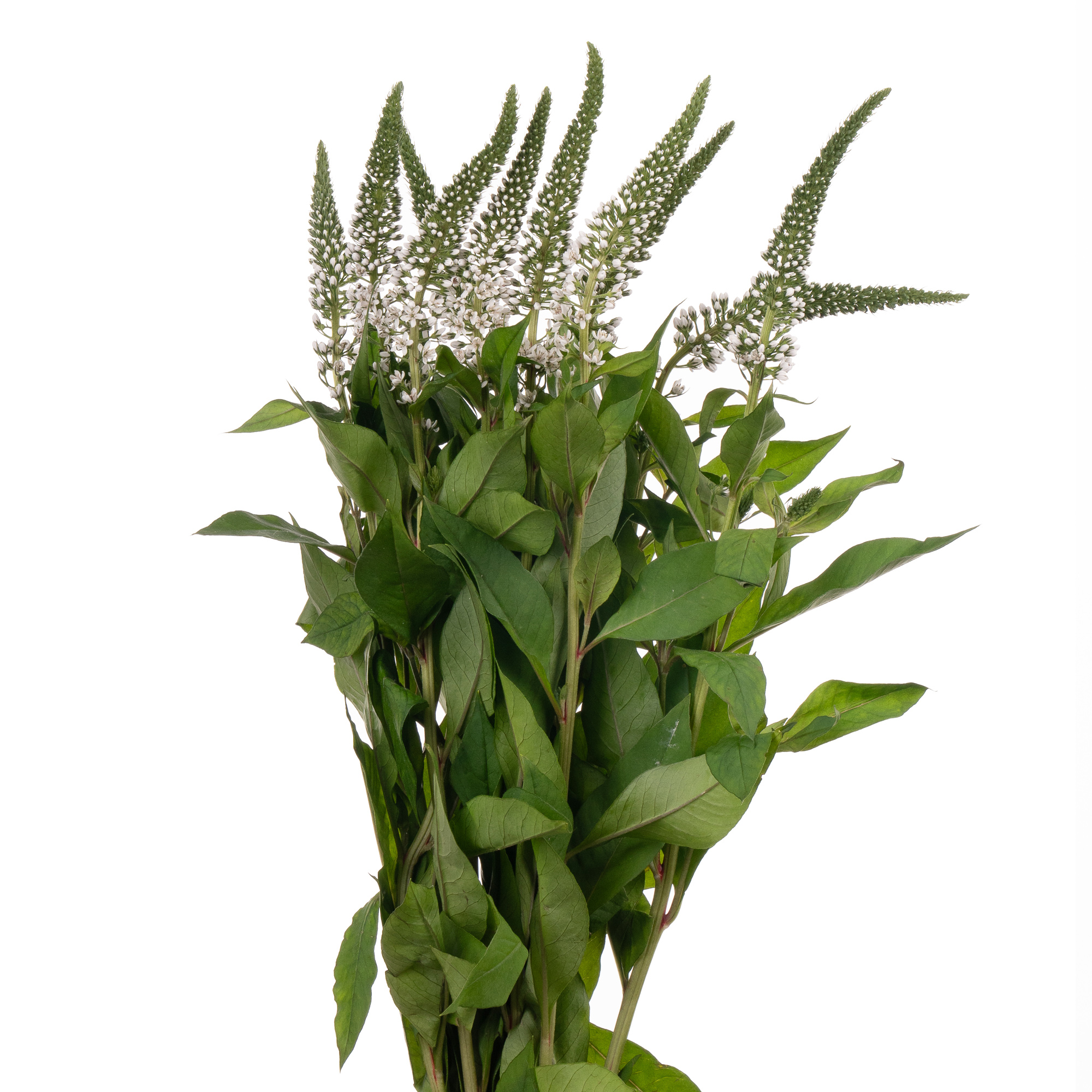 Lysimachia abraham