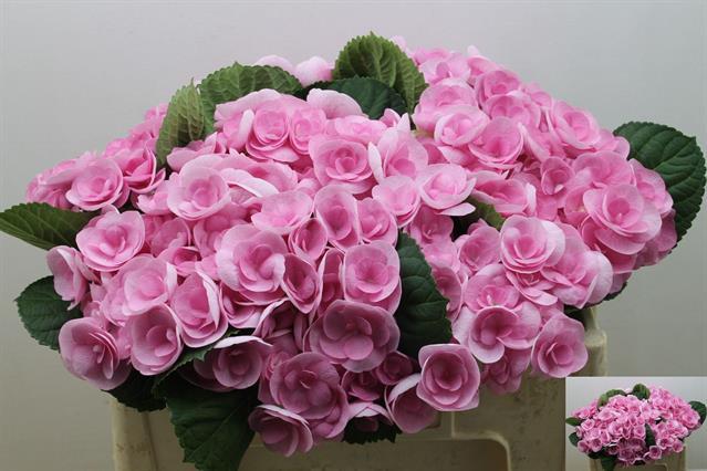 Гидрангия бьютенсия папиллон розовая