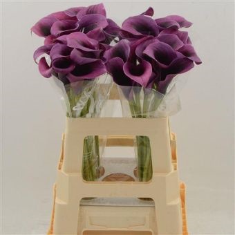 Калла эксент