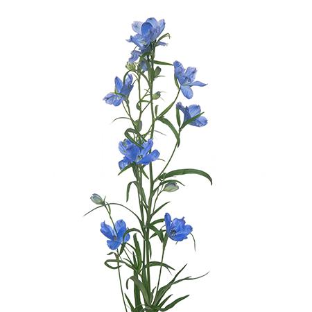 Delphinium enkel blue