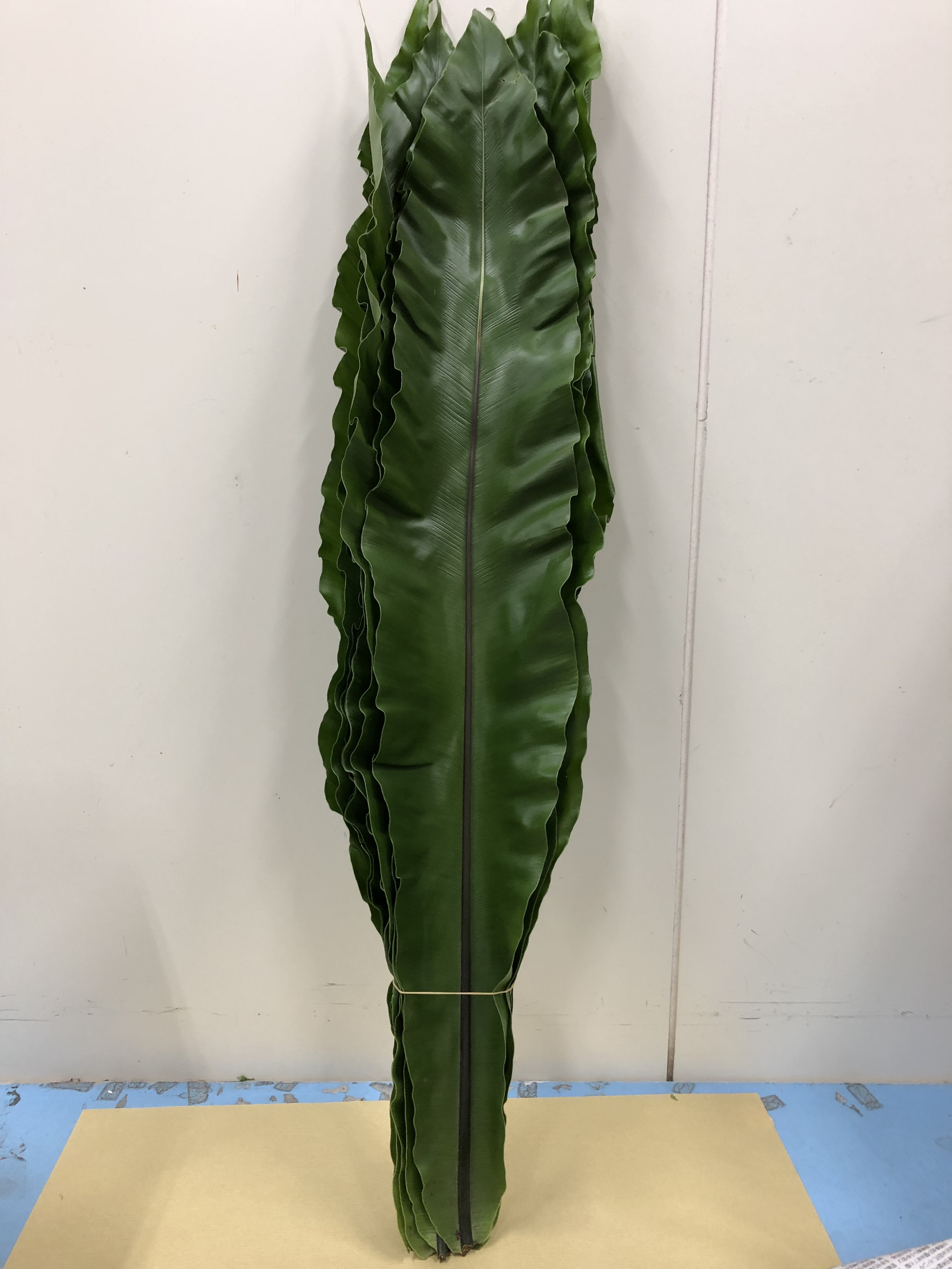 Asplenium taniwatari