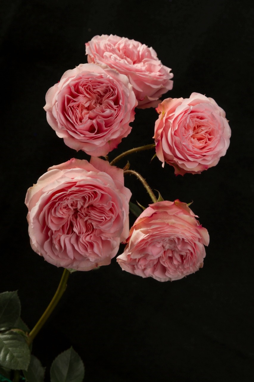 Роза куст пимпинела