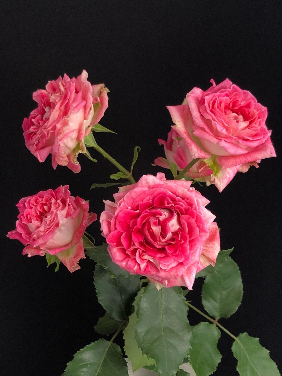 Роза куст далия флоу