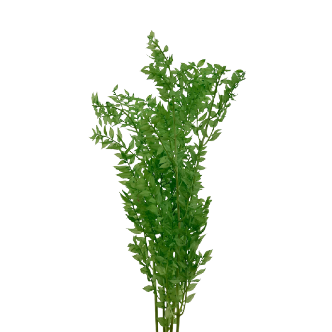 Декор листья рускуса стабилизированного итал.светло-зеленый