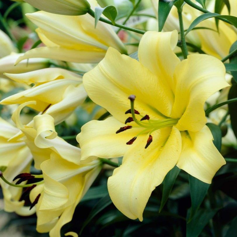 Lilium ot bellville