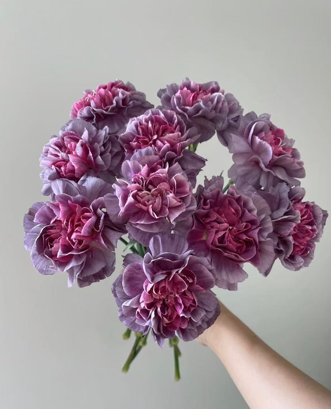 Carnation mustard