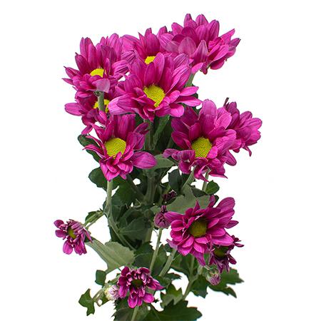 Хризантема куст мемфис дарк