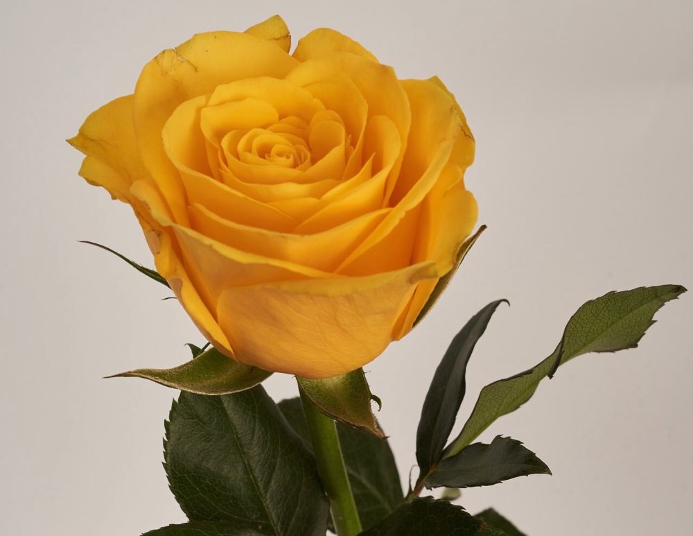 Роза однг импакт