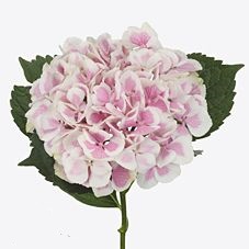 Hydrangea old dutch