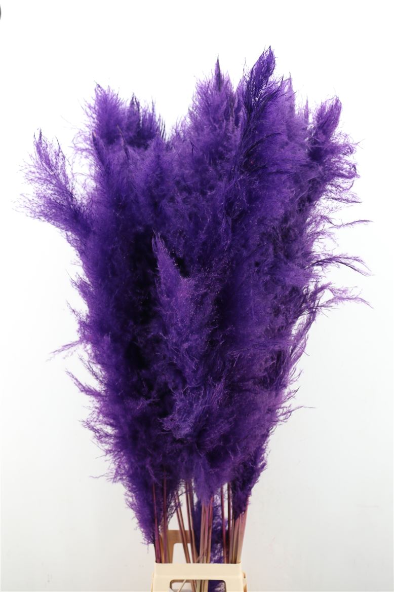 Кортадерия сух. краш. пурпурная в Москве