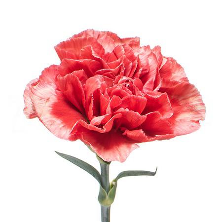 Carnation fabulous