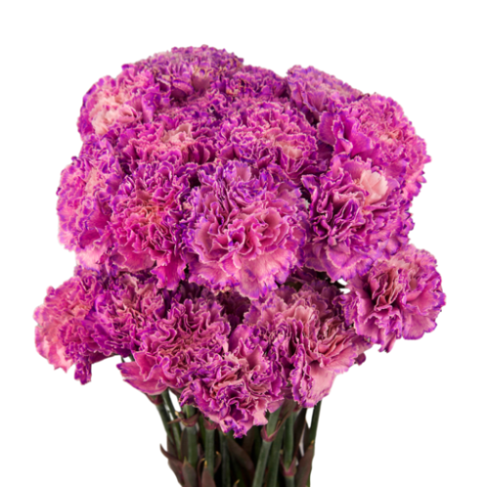 Carnation tinted blair dark