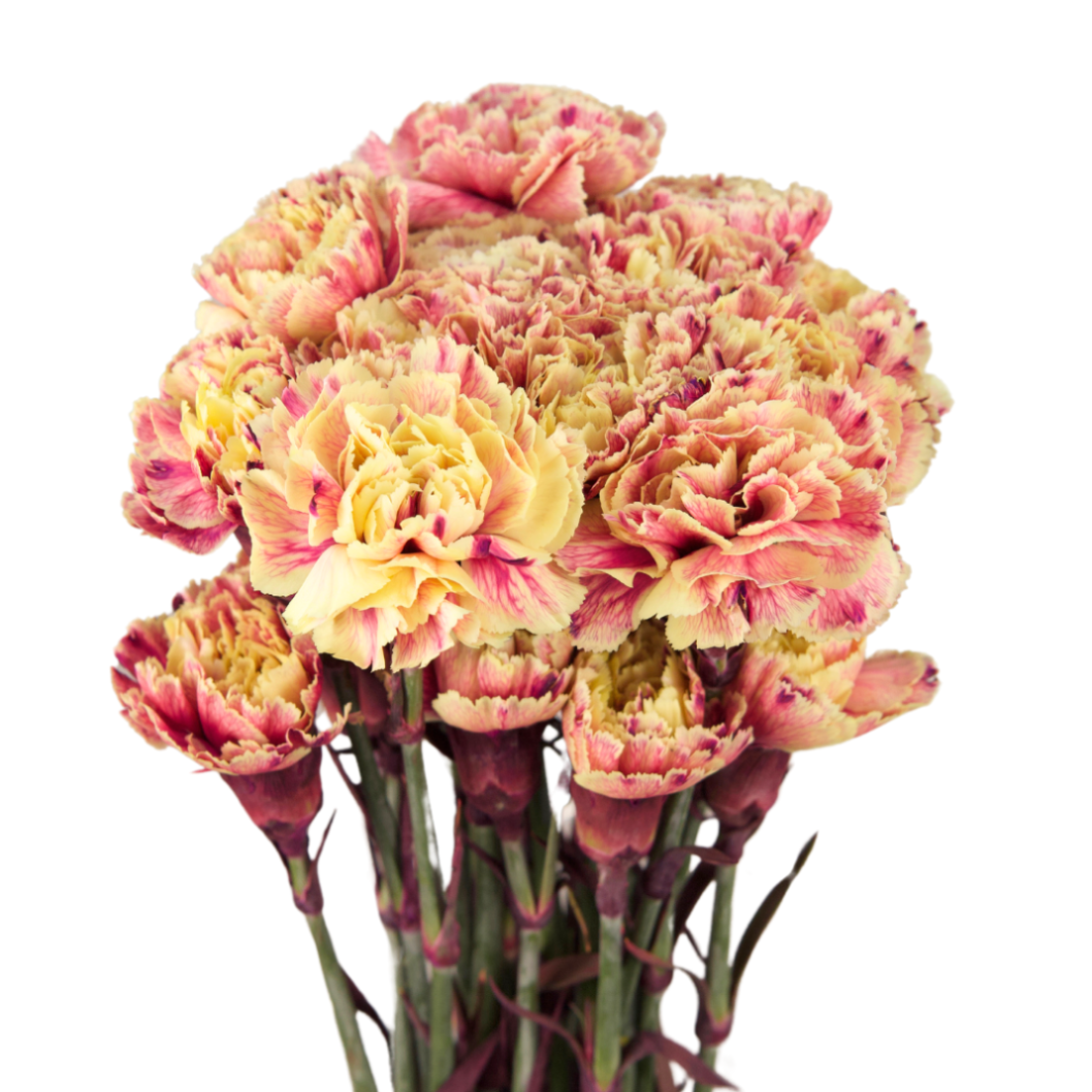 Carnation tinted padi